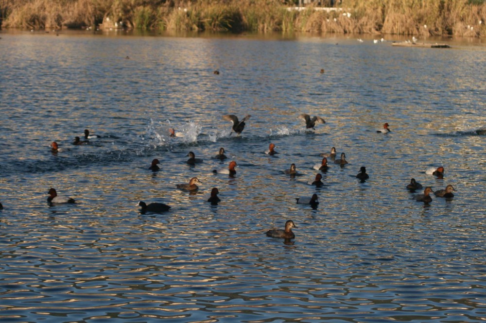 Le Lac Mézaia - Forêts et Natures à Béjaïa — photo 6