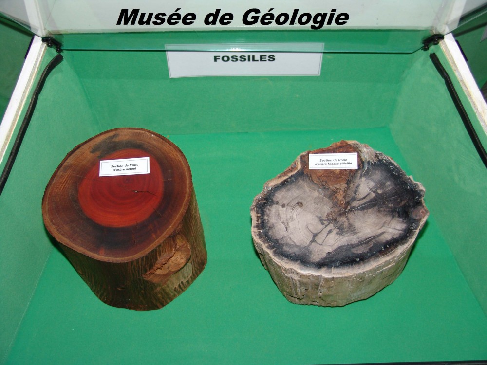 Le musée de géologie du Parc National du Gouraya - Musées et Galeries d'Art à Béjaïa — photo 3