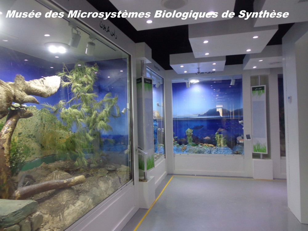 Le musée des Microsystèmes Biologiques de synthèse - Musées et Galeries d'Art à Béjaïa — photo 5