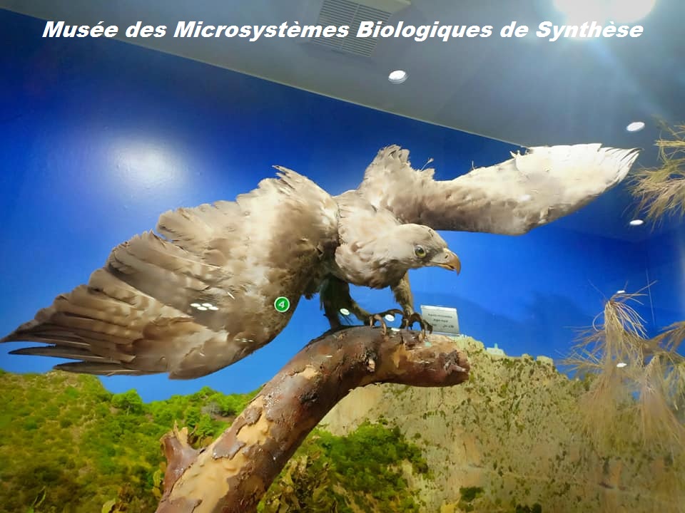 Le musée des Microsystèmes Biologiques de synthèse